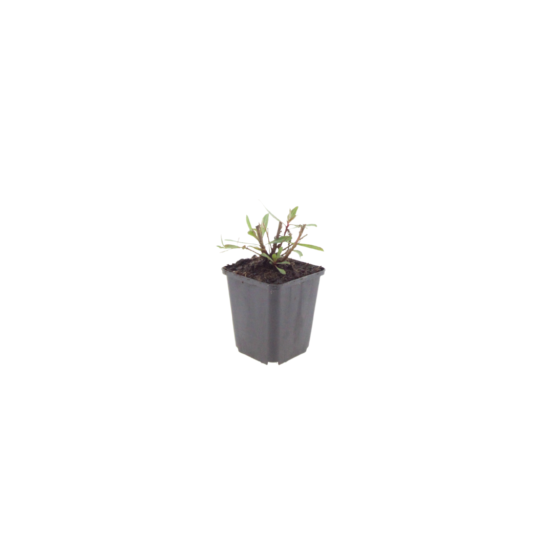 Gaura lindheimeri Whirling Butterflies – Ø9cm – Höhe 10-25cm – Prachtkerze – Reinweiße Blüten – Für Beet, Präriegarten & Kübel