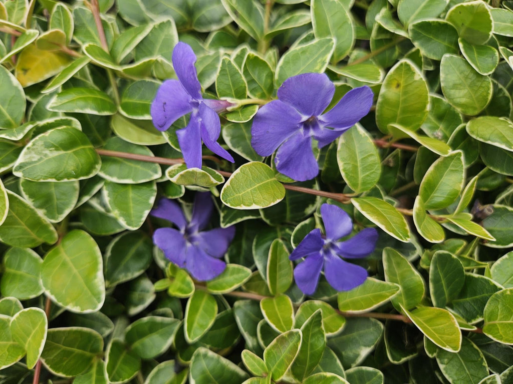 Kleinblättriges Immergrün Vinca minor 'Ralph Shugert' – ↕10-25cm – Ø9cm – Lavendelfarbene Blüten – Immergrün & pflegeleicht – Plant