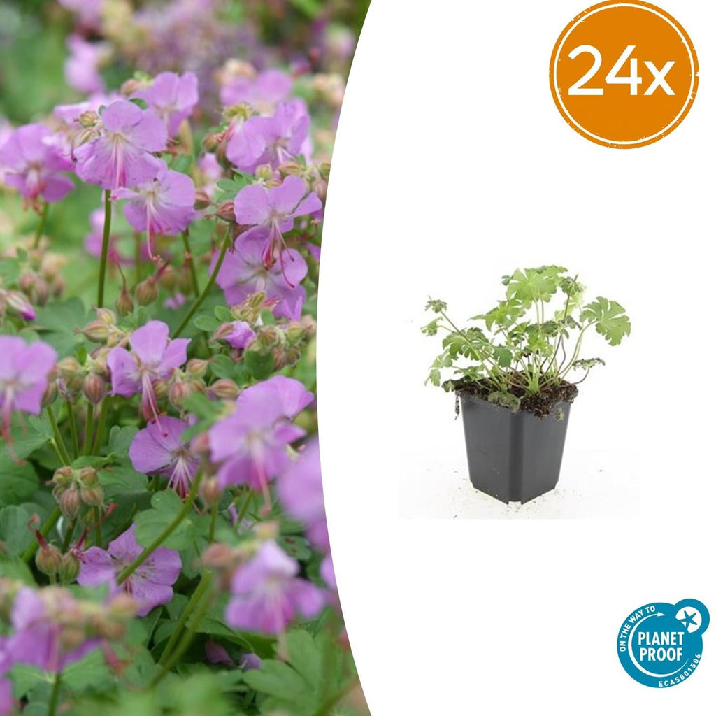 Storchschnabel Geranium cantabrigiense 'Cambridge' – ↕10-25cm – Ø9cm – Pflegeleicht – Plant
