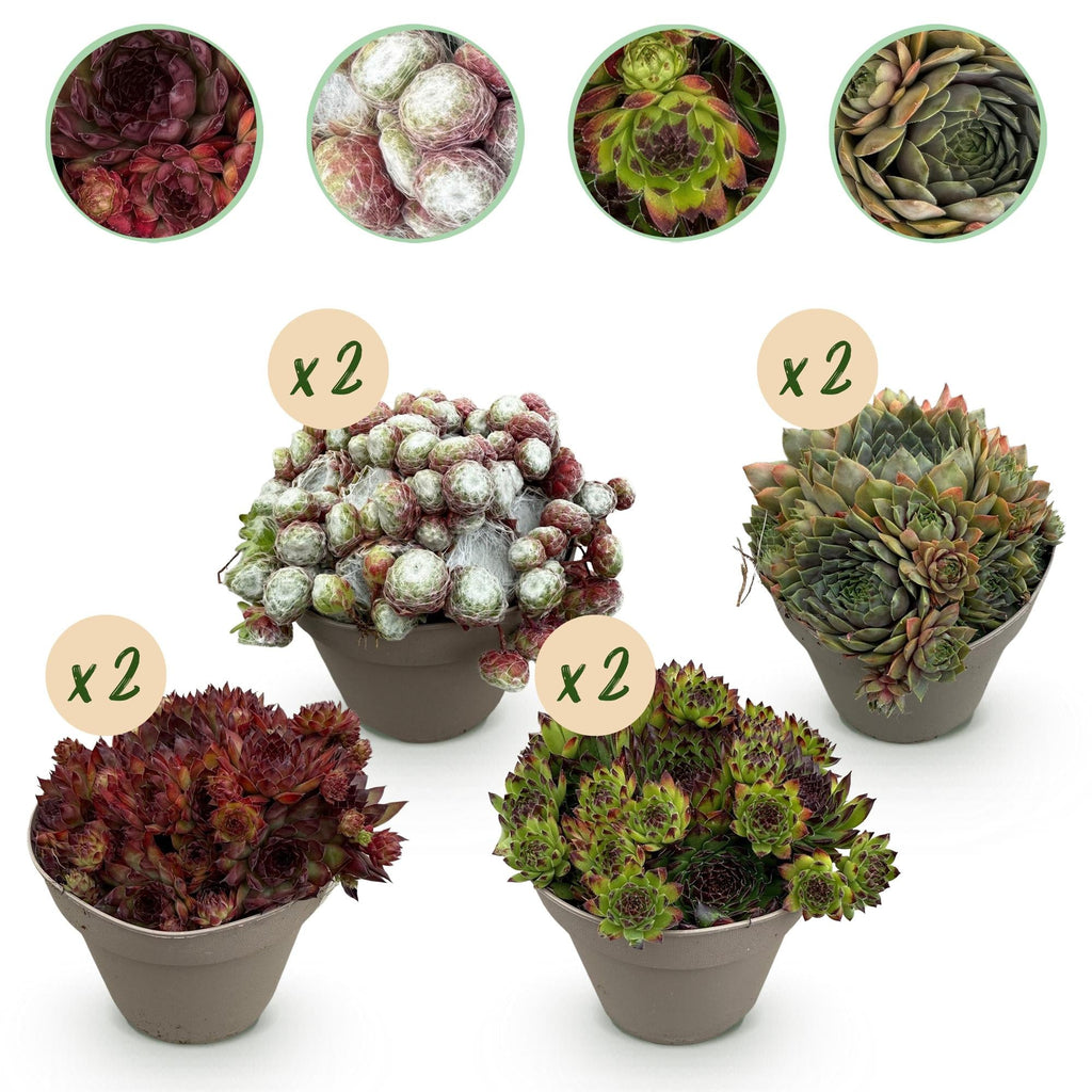 Bodendecker Sempervivum Big Sam – Winterhart – Verschiedene Farben – Pflegeleichte Hauswurz für Beete, Steingärten, Balkon & Terrasse – Plant