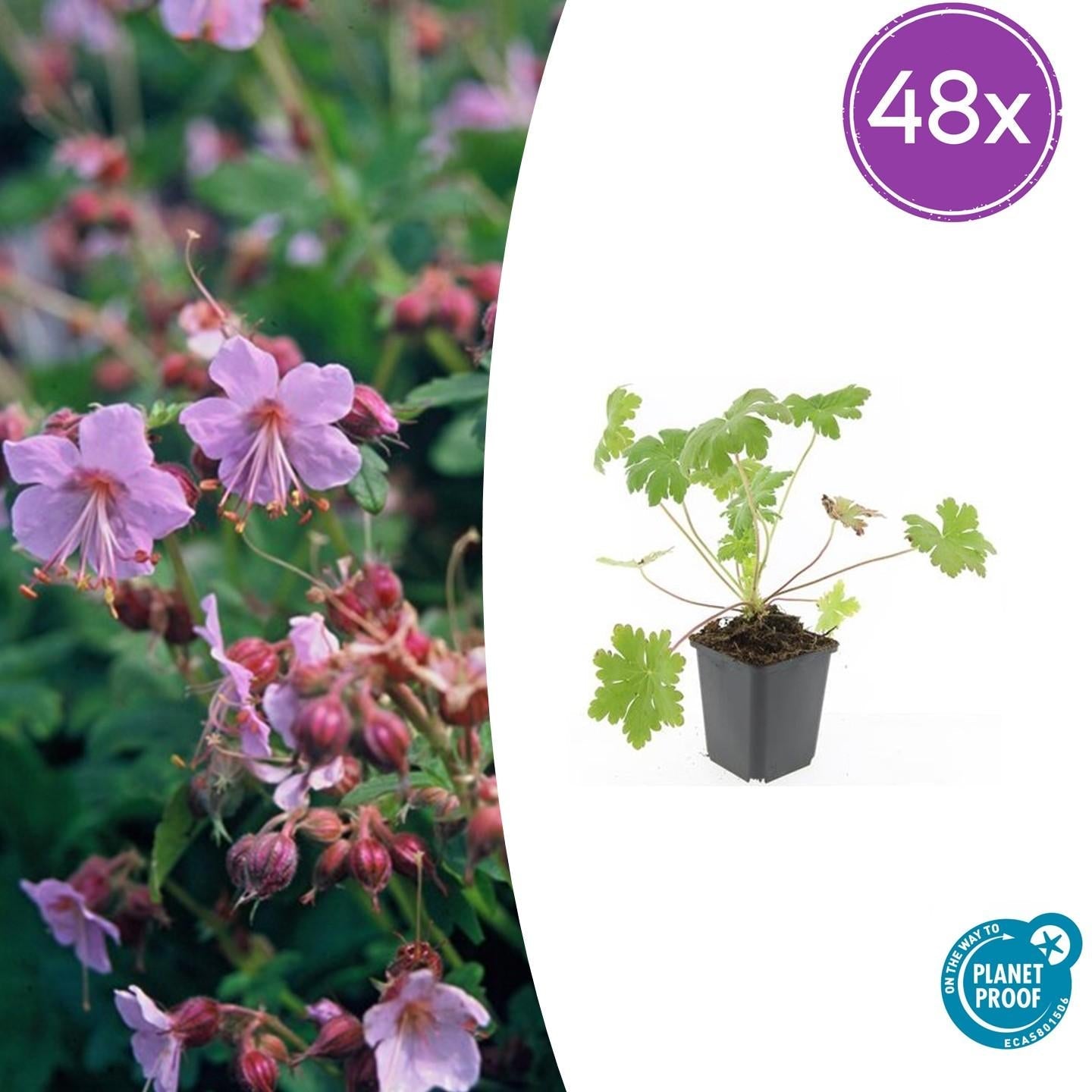 Balkan – Storchschnabel Geranium macr. 'Ingwersen's Var.' – ↕10-25cm – Ø9cm – mit zartrosafarbenen Blüten – Plant