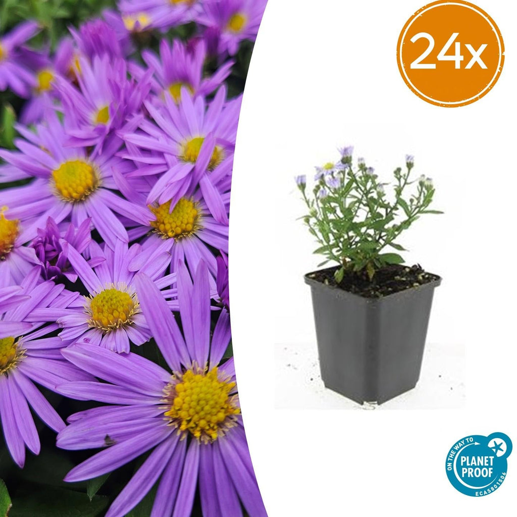 Kissen – Aster (D) 'Prof. Anton Kippenberg' – ↕10-25cm – Ø9cm – Lila Herbstblüte – Pflegeleicht – Beete & Töpfe – Plant