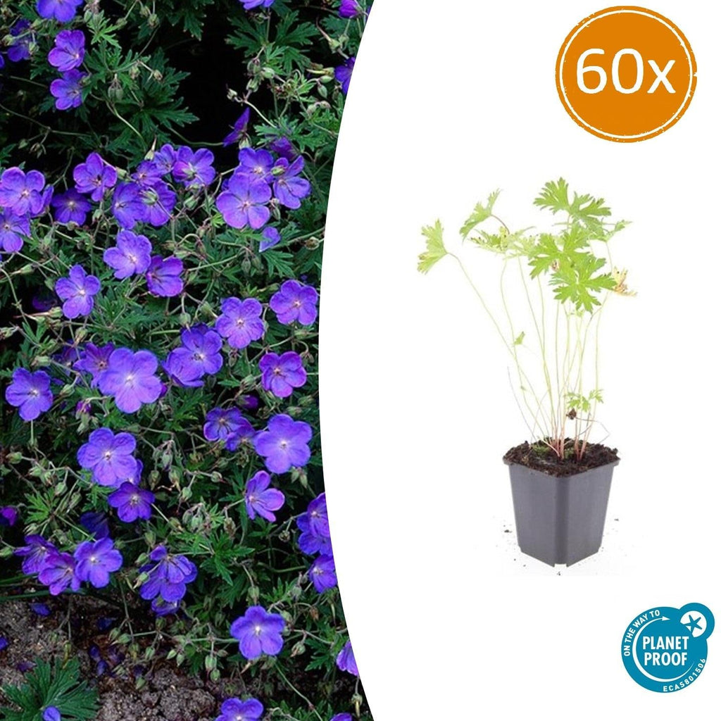 Storchschnabel Geranium 'Johnson's Blue' – ↕10-25cm – Ø9cm – Winterharte Staude & Bodendecker – Leuchtend blaue Blüten – Plant