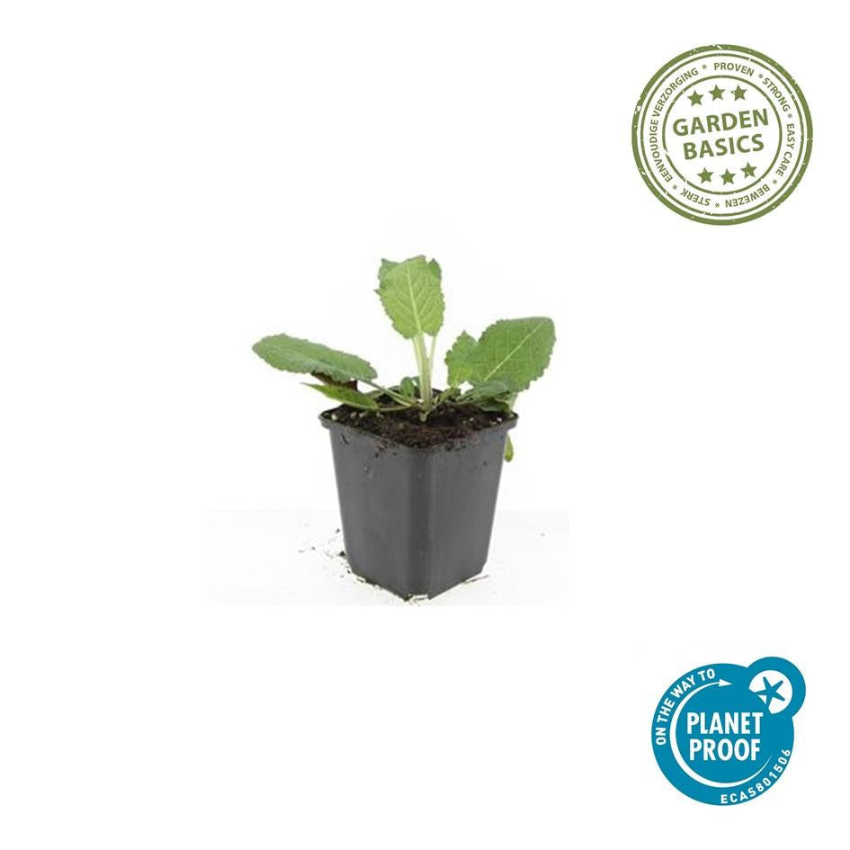 Blüten – Salbei Salvia nem. 'Mainacht' – ↕10-25cm – Ø9cm – Bienenfreundlich – Blau blühend – Sonniger Standort – Pflegeleicht – Plant
