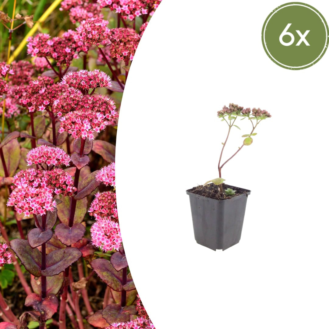 Sedum Matrona – Ø9cm – Höhe 10-25cm – Winterharte Fetthenne – Dunkelrosa Blüten
