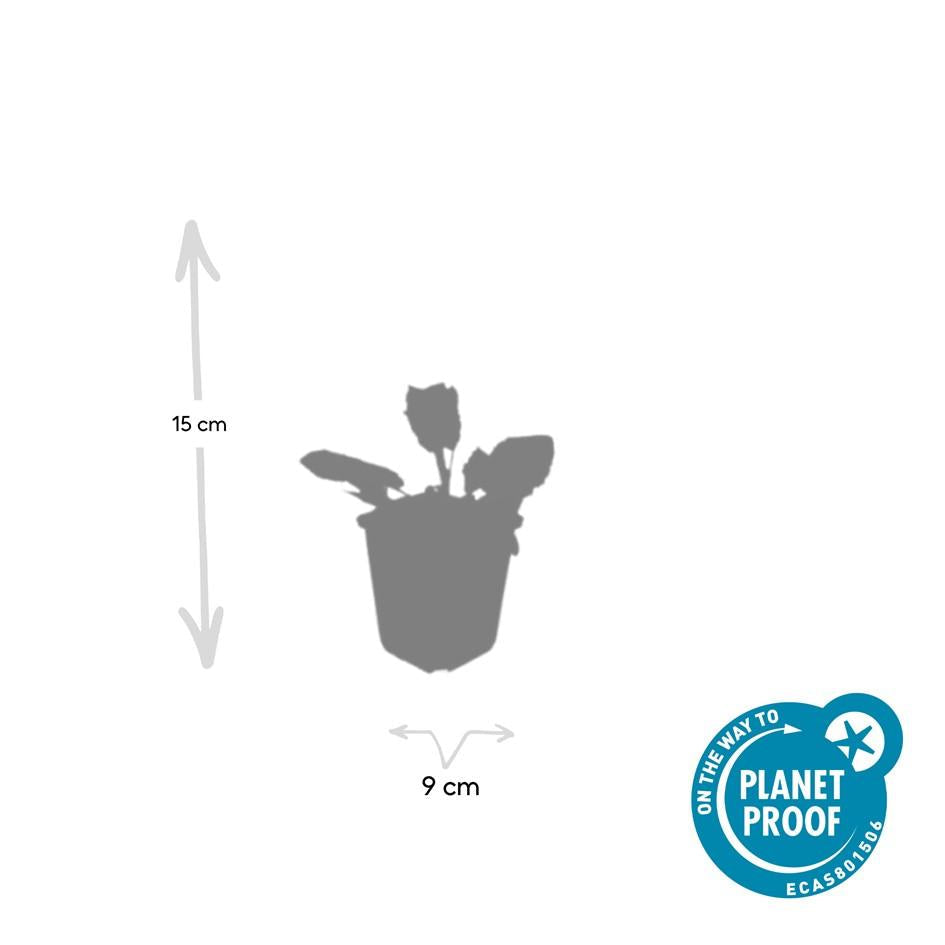 Blüten – Salbei Salvia nem. 'Mainacht' – ↕10-25cm – Ø9cm – Bienenfreundlich – Blau blühend – Sonniger Standort – Pflegeleicht – Plant