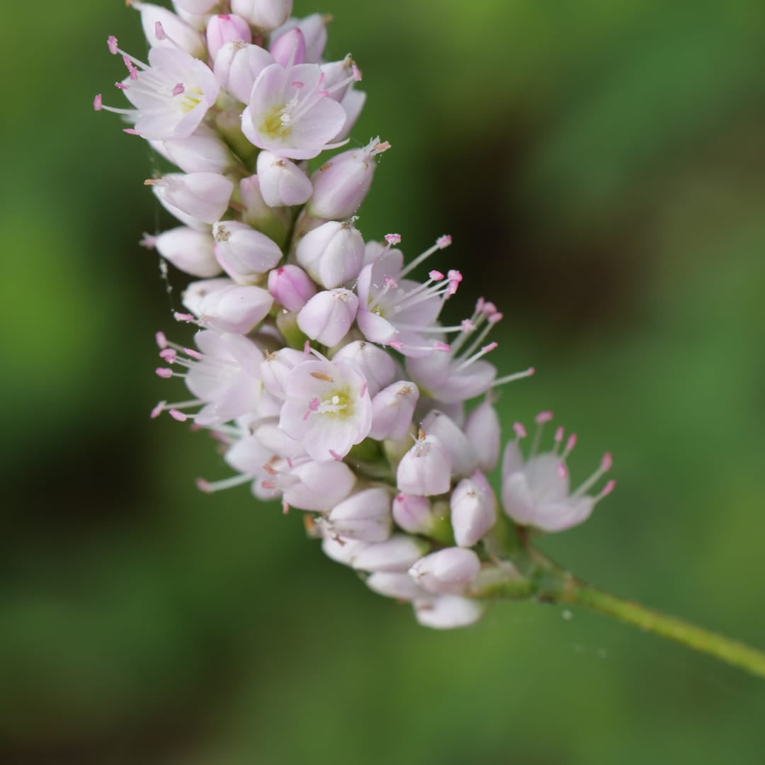 Persicaria bistorta Superba – Ø9cm – Höhe10-25cm – Rosa Blütenstaude für feuchte Beete & Teichrand – Bienenfreundlich winterhart