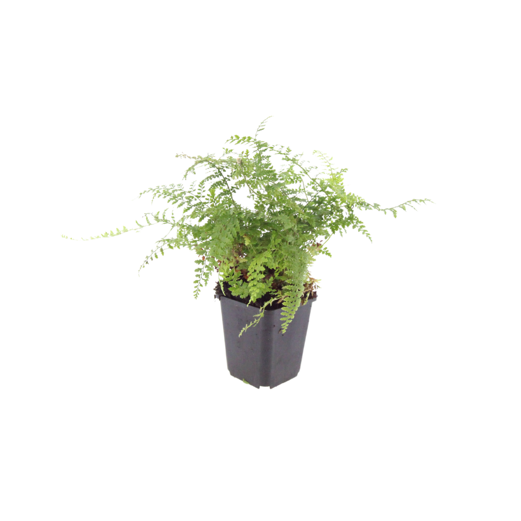 Polystichum setiferum Herrenhausen – Ø9cm – Höhe 10-25cm – Immergrüner Farn – Schattenpflanze für Beet & Gehölzunterpflanzung