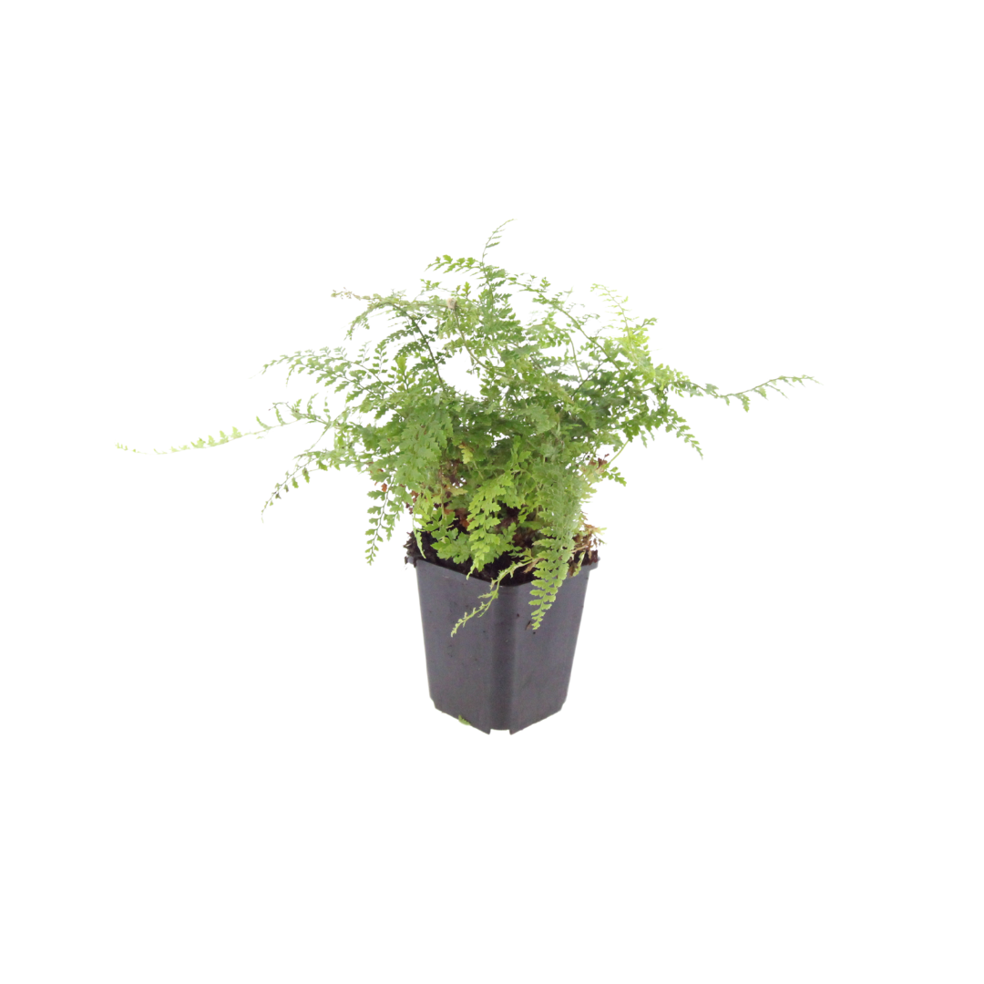 Polystichum setiferum Herrenhausen – Ø9cm – Höhe 10-25cm – Immergrüner Farn – Schattenpflanze für Beet & Gehölzunterpflanzung