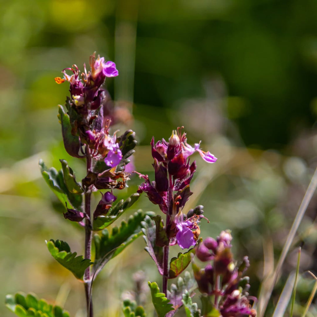 Teucrium lucidrys – Ø9cm – Höhe 10-25cm – Immergrüner Halbstrauch – Schnittverträglich – Für Hecke, Steingarten & moderne Gartenanlagen