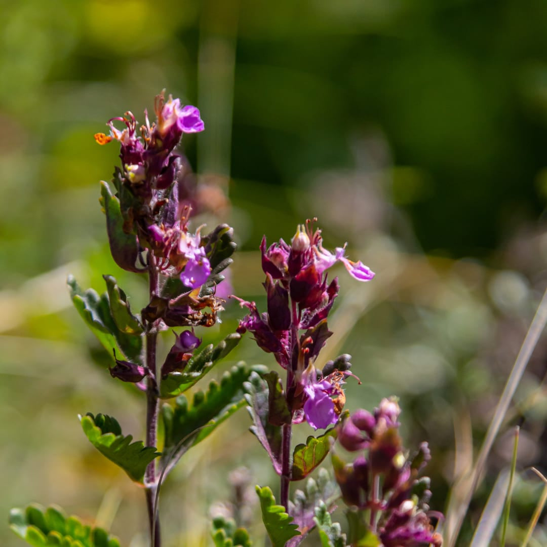Teucrium lucidrys – Ø9cm – Höhe 10-25cm – Immergrüner Halbstrauch – Schnittverträglich – Für Hecke, Steingarten & moderne Gartenanlagen