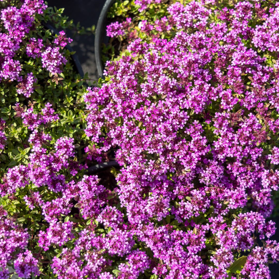 Thymian Thymus praecox Coccineus Bodendecker – Ø9cm – Höhe 10-25cm – Rosa Rot blühender Polsterthymian – Winterhart – Für Steingarten & Beet