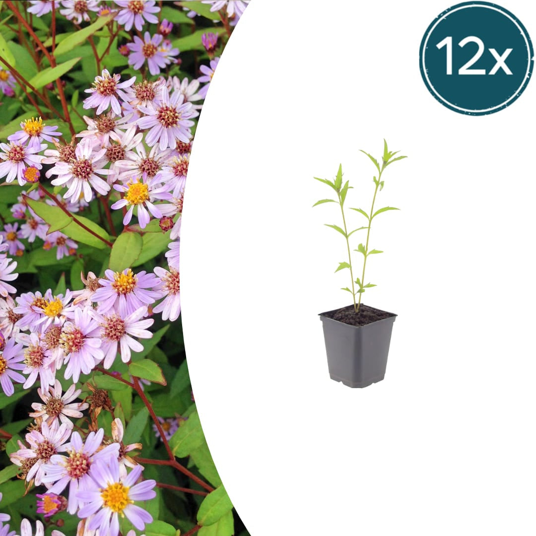 Kalimeris incisa Blue Star – Ø9cm – Höhe 10-25cm – Winterharte Staude – Hellblaue Blüten