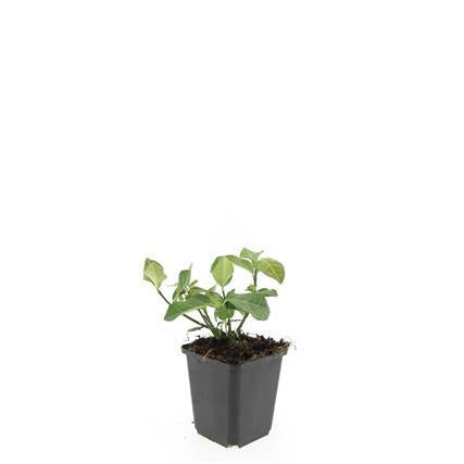 Spindelstrauch – Euonymus fortunei 'Dart's Blanket' – ↕10-25cm – Ø9cm – Schattentolerant – Winterhart – Pflegeleicht – Plant