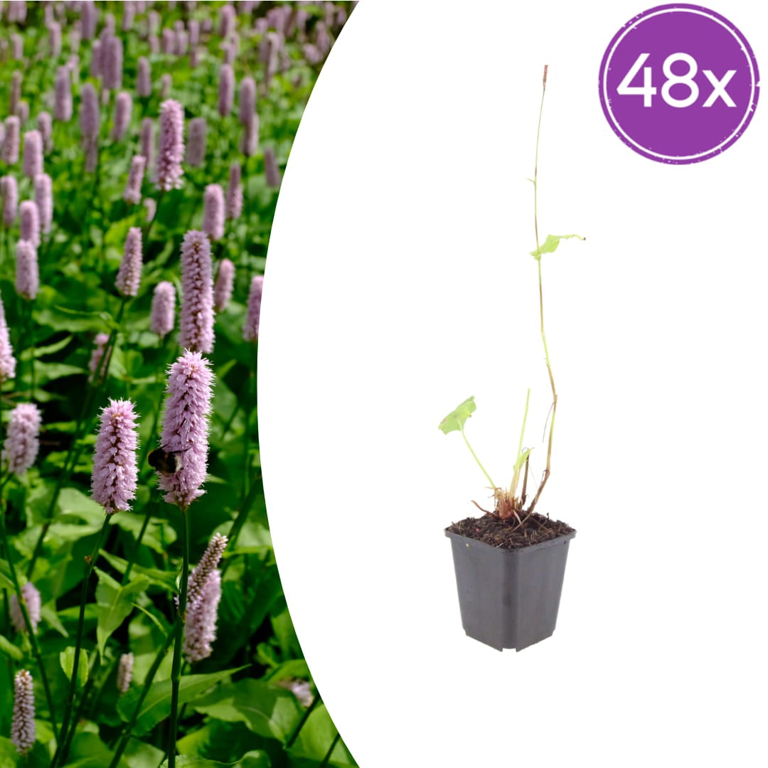 Persicaria affinis Superba – Ø9cm – Höhe 10-25cm – Winterharte Staude – Dunkelrote Blütenähren – Bienenfreundlich für Beet & Präriegarten