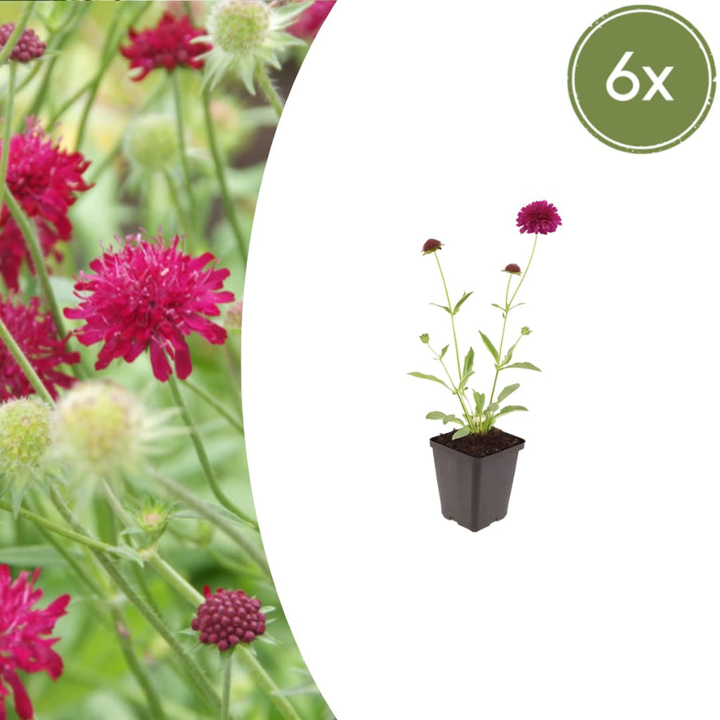 Knautia macedonica – Ø9cm – Höhe 10-25cm – Winterharte Staude – Tiefrote Blütendolden – Bienen