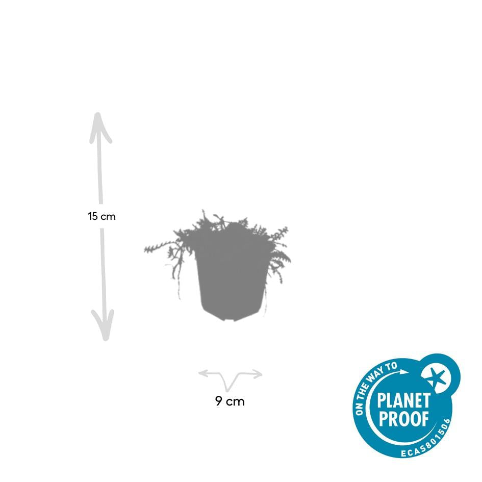 Fiederpolster Leptinella squalida – ↕10-25cm – Ø9cm –, Farnartige Blätter, Schattentauglich, Pflegeleicht – Plant