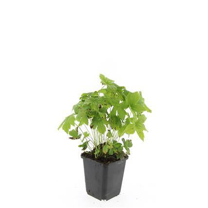Knotiger Storchschnabel Geranium nodosum – ↕10-25cm – Ø9cm – Winterharte Staude & Bodendecker – Tiefpurpurne Blüten – Plant