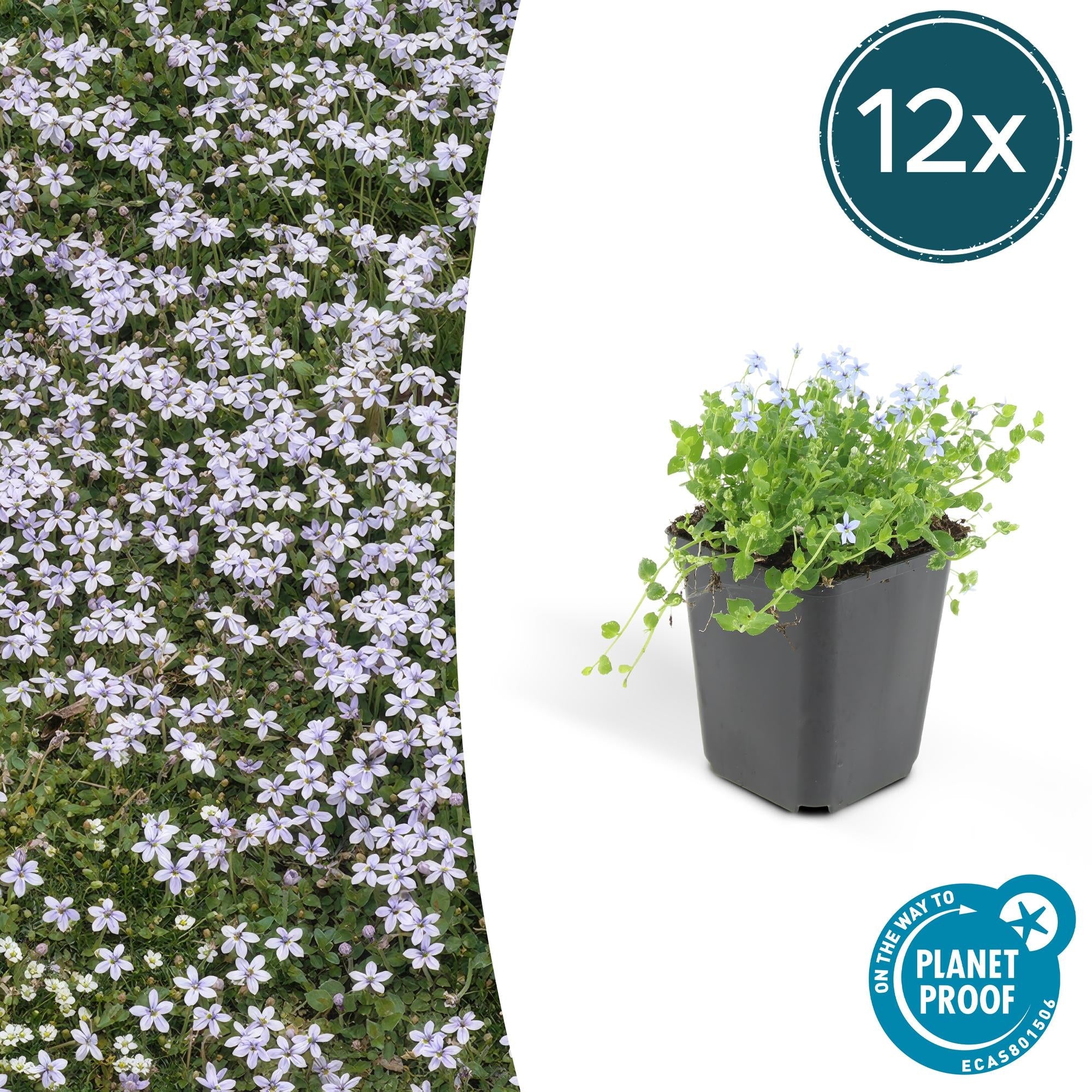 Blauer Bubikopf Isotoma fluviatilis – ↕10-25cm – Ø9cm – mit blauen Sternblüten – Plant