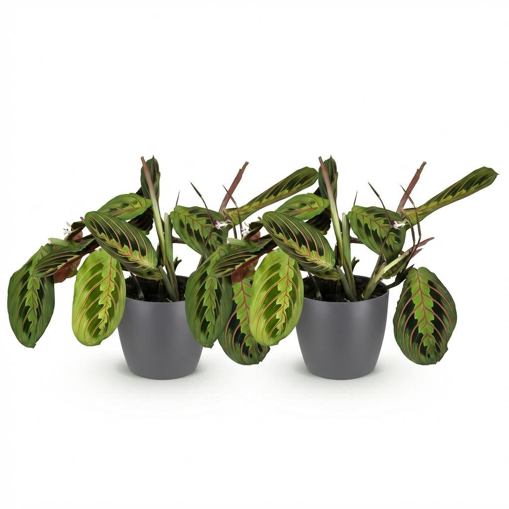 Maranta Fascinator Tricolour Gebetsblatt Pflanze mit grauem Topf Ø12cm Höhe 25cm Haustierfreundliche pflegeleichte Grünpflanze für Zimmer & Büro