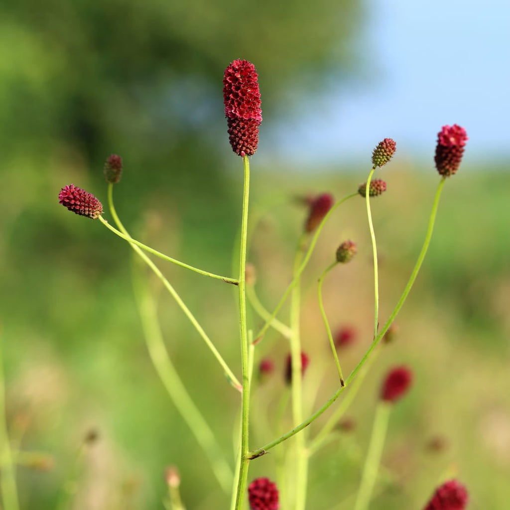 Sanguisorba officinalis Tanna – Ø9cm – Höhe 10-25cm – Winterharte Staude – Dunkelrote Blütenähren – Für Beet, Naturgarten & Präriegarten