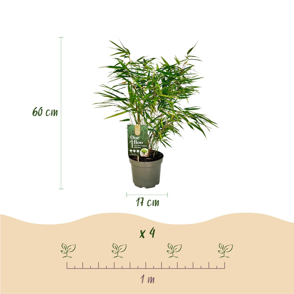 Bambus Fargesia rufa – Immergrün – Nicht ausbreitend – Grüner Bambus für Hecke, Garten & Terrasse – Ø17cm Höhe ca. 60cm – Plant