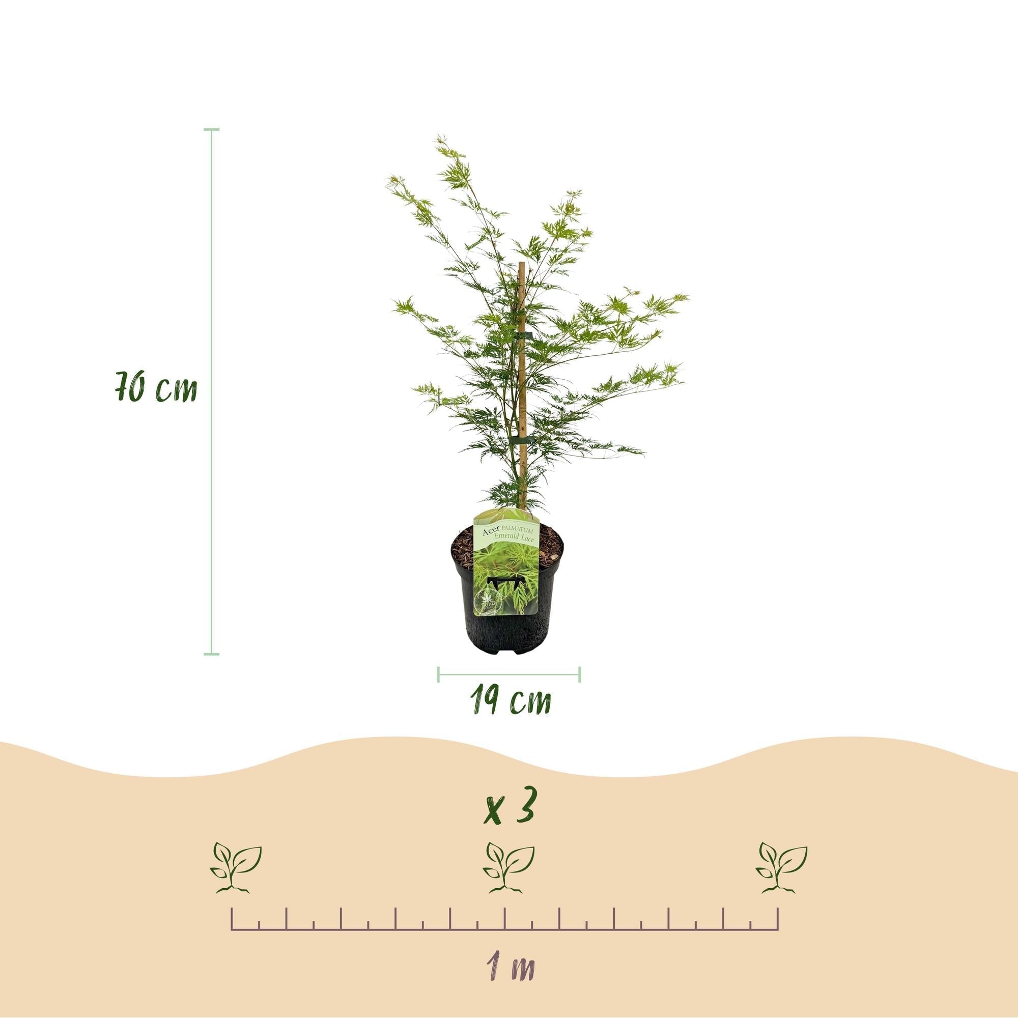 Japanischer Ahorn – Acer palmatum 'Emerald Lace' – Balkonpflanze – ca. 70cm hoch – Topf Ø19cm – feingeschnittenes grünes Laub, herbstliche Gold – Plant