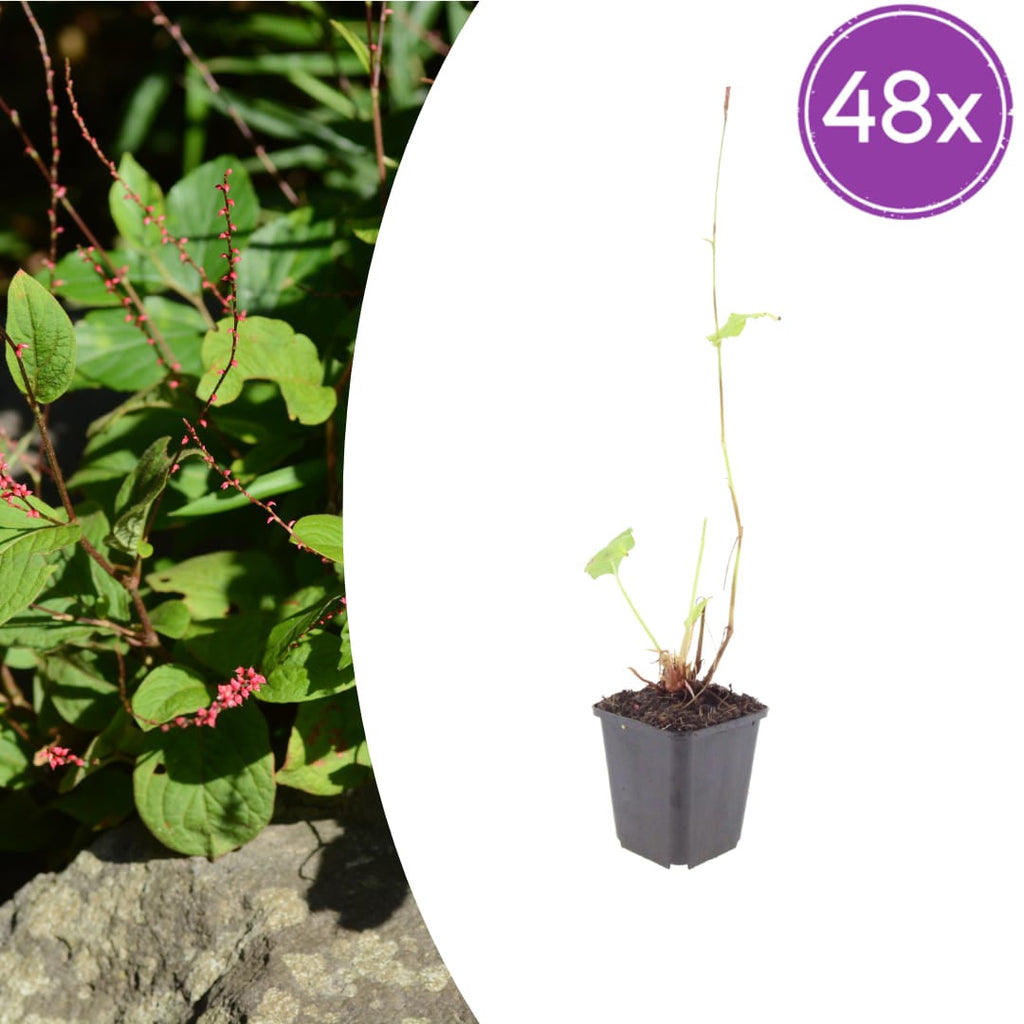 Persicaria amplexicaulis Speciosa – Ø9cm – Höhe 10-25cm – Winterharte Staude – Tiefrote Blütenähren