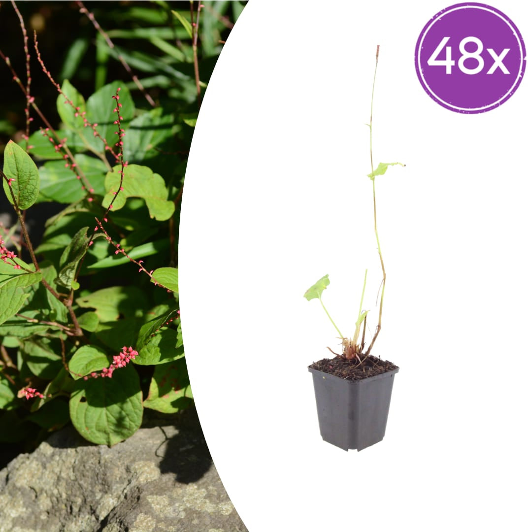 Persicaria amplexicaulis Speciosa – Ø9cm – Höhe 10-25cm – Winterharte Staude – Tiefrote Blütenähren