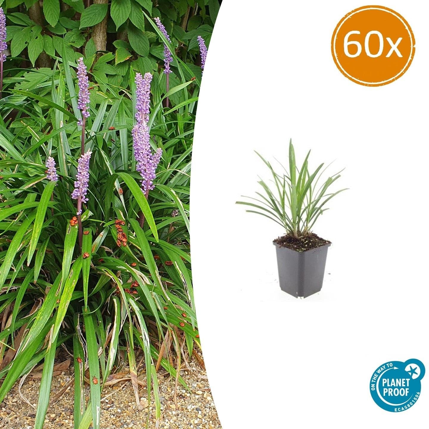 Lilientraube Liriope muscari 'Ingwersen' – ↕10-25cm – Ø9cm –, Immergrün, Violette Blüten, Winterhart, Pflegeleicht – Plant