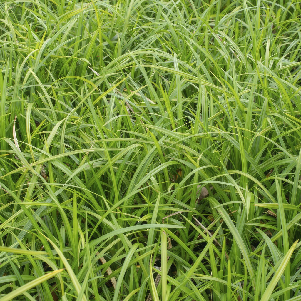 Grünblättrige Segge Carex morrowii 'Irish Green' – ↕10-25cm – Ø9cm – Immergrün – Pflegeleicht – Schattentauglich – Plant