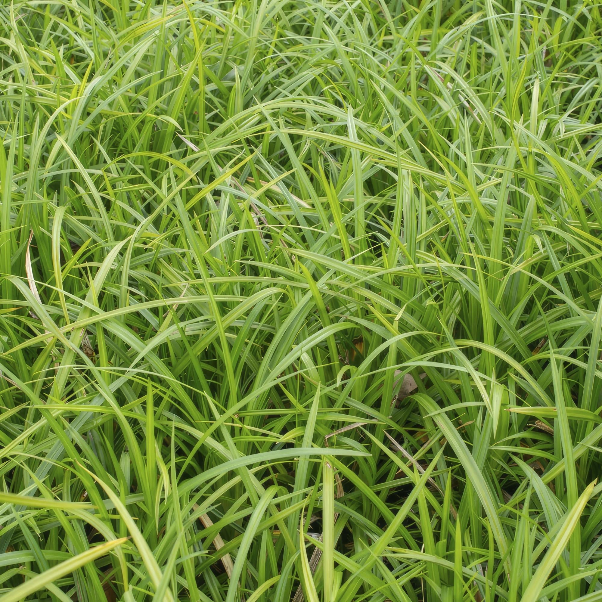 Grünblättrige Segge Carex morrowii 'Irish Green' – ↕10-25cm – Ø9cm – Immergrün – Pflegeleicht – Schattentauglich – Plant