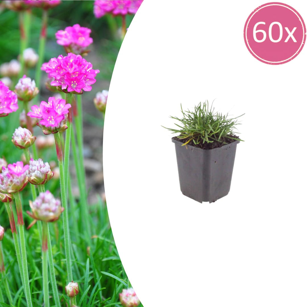 Grasnelke Armeria maritima ‘Splendens’ – 10-25cm – Ø9cm – Winterharte Staude mit rosa Blüten