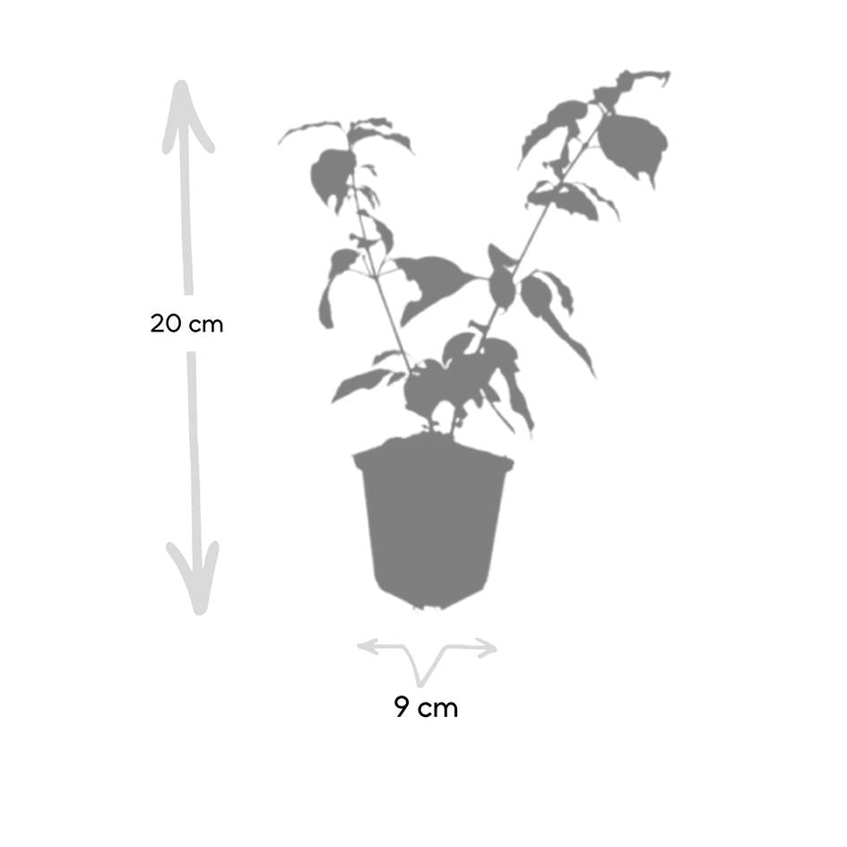 Roter Hartriegel Cornus sang. 'Anny's Winter Orange' – ↕10-25cm – Ø9cm – Winterharte Sträucher – Leuchtend orange Zweige – Plant