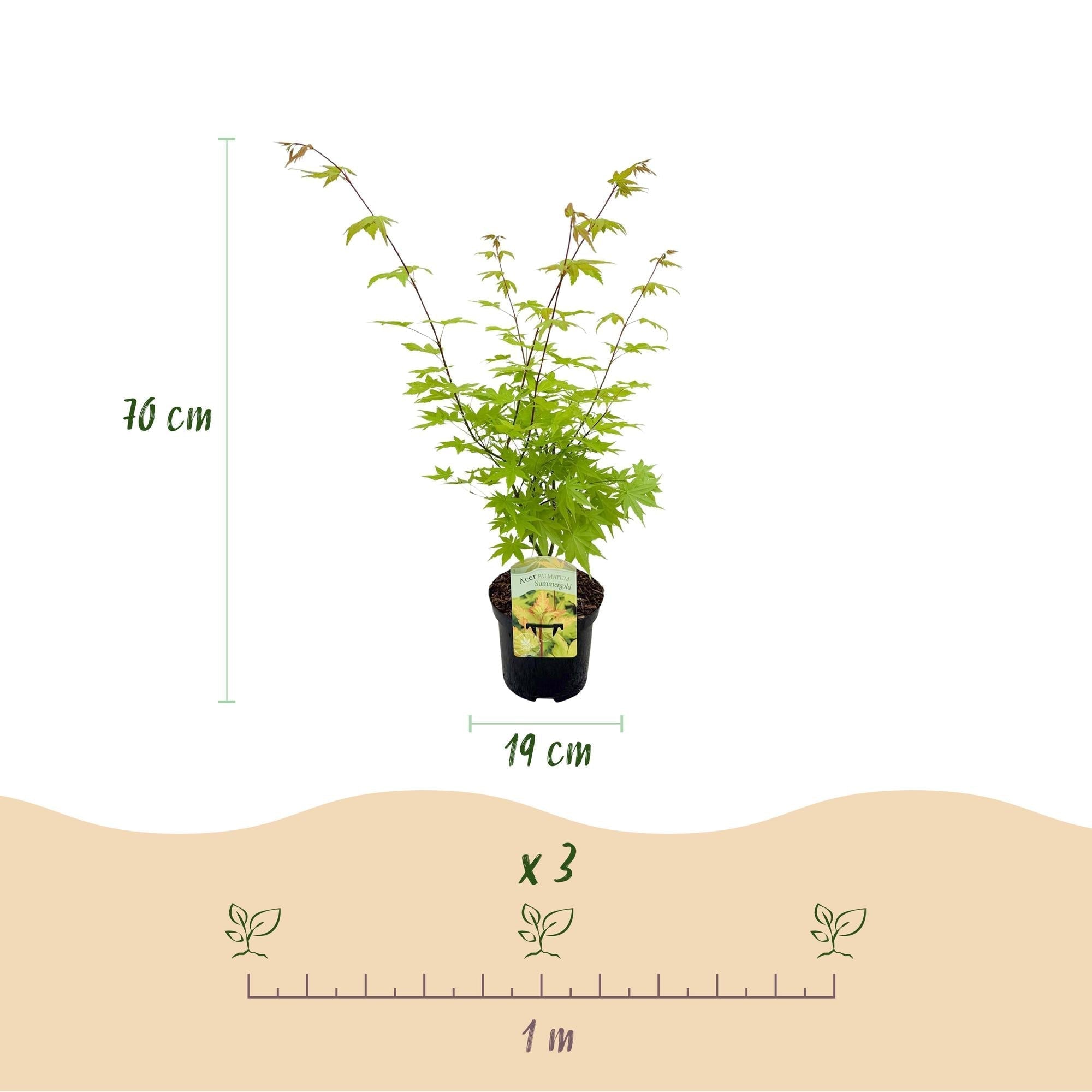 Japanischer Ahorn – Acer palmatum 'Summergold' – ca. 70cm hoch – Ø19cm – goldgelbes Laub – Balkon – & Gartenpflanze – Plant
