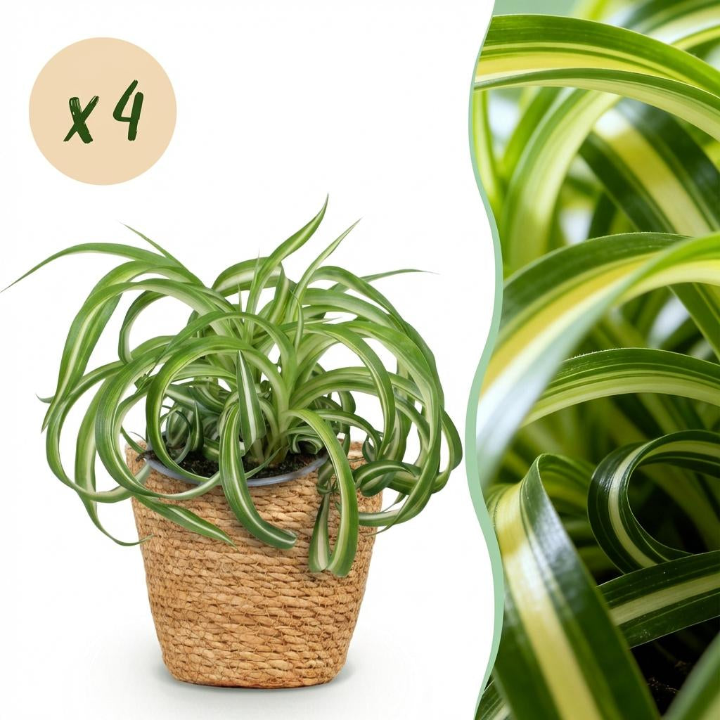 Chlorophytum comosum Bonnie Zimmerpflanzen inkl. Naturkorb