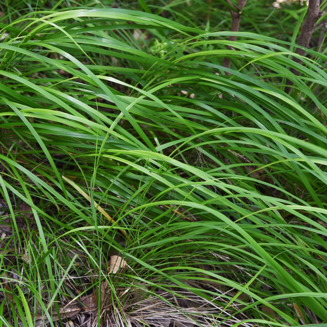 Japan – Segge Carex morrowii – Immergrünes Ziergras – 10-25cm – Ø9cm – Schattengeeignet für Beet & Bodendecker