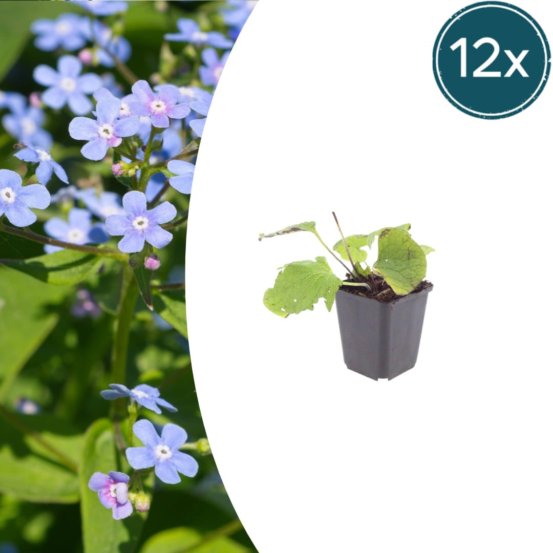 Kaukasisches Vergissmeinnicht Brunnera macrophylla – 10-25cm – Ø9cm – Winterharte Schattenstaude mit blauen Blüten – Bodendecker für Garten & Gehölzrand