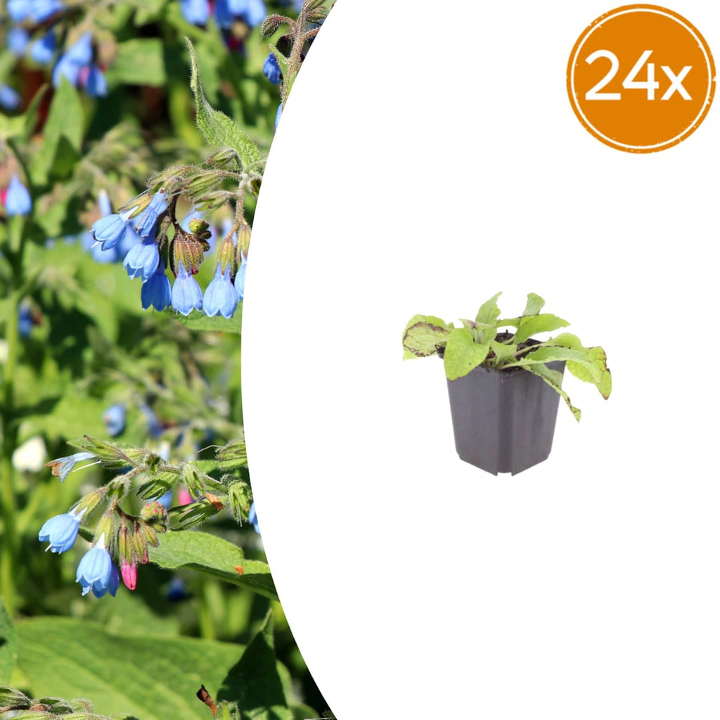 Symphytum grandiflorum Wisley Blue – Ø9cm – Höhe 10-25cm – Blauer Beinwell – Bodendecker für Schattenbeet – Winterharte Staude