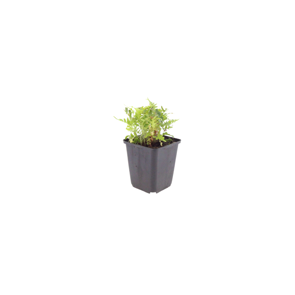 Polypodium vulgare Farn – Ø9cm – Höhe 10-25cm – Immergrüner Gartenfarn für Schattenbeet, Unterpflanzung & Naturgarten
