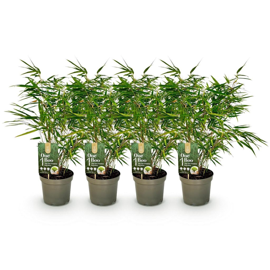 Bambus Fargesia rufa – Immergrün – Nicht ausbreitend – Grüner Bambus für Hecke, Garten & Terrasse – Ø17cm Höhe ca. 60cm – Plant
