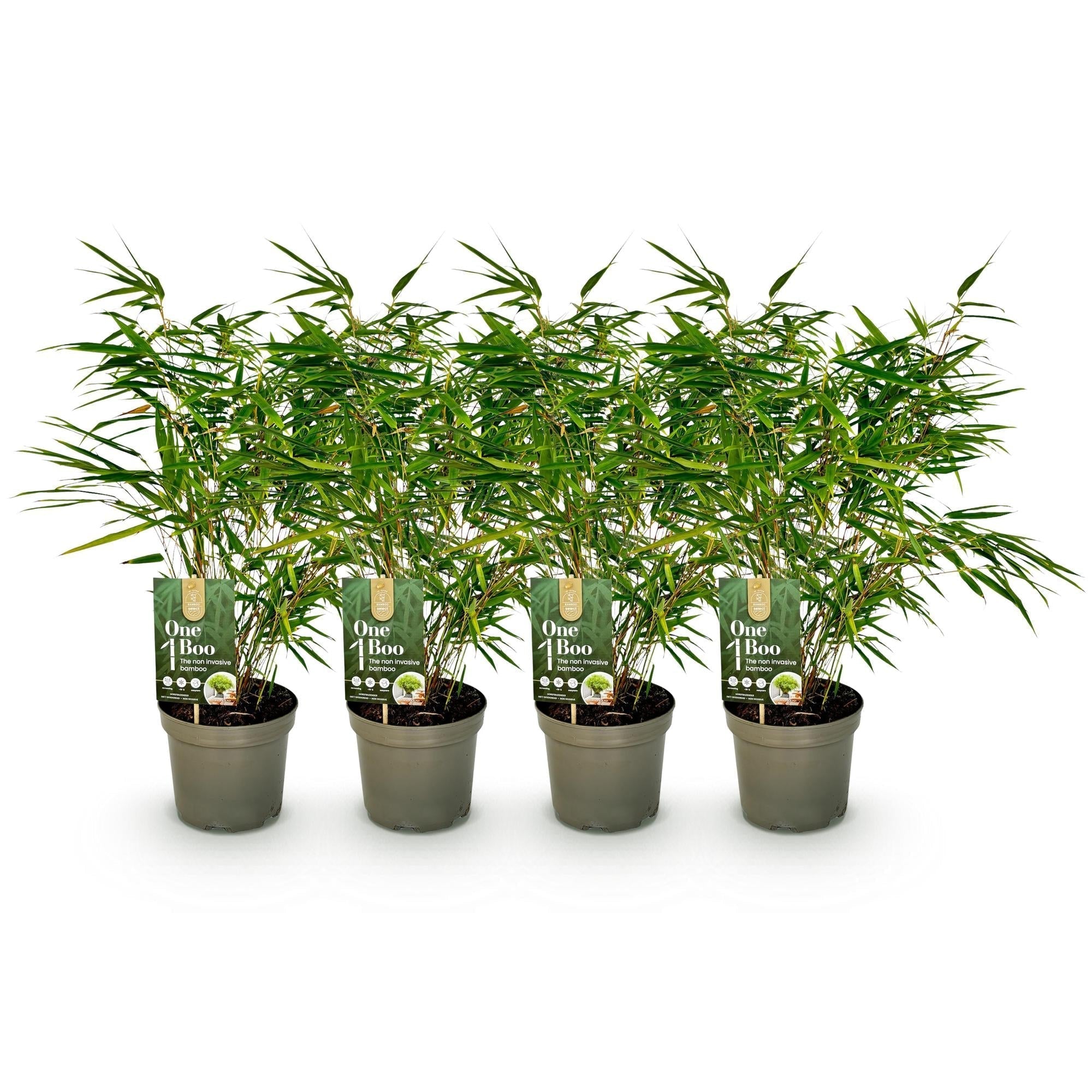 Bambus Fargesia rufa – Immergrün – Nicht ausbreitend – Grüner Bambus für Hecke, Garten & Terrasse – Ø17cm Höhe ca. 60cm – Plant