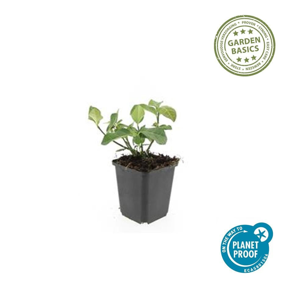 Spindelstrauch – Euonymus fortunei 'Dart's Blanket' – ↕10-25cm – Ø9cm – Schattentolerant – Winterhart – Pflegeleicht – Plant