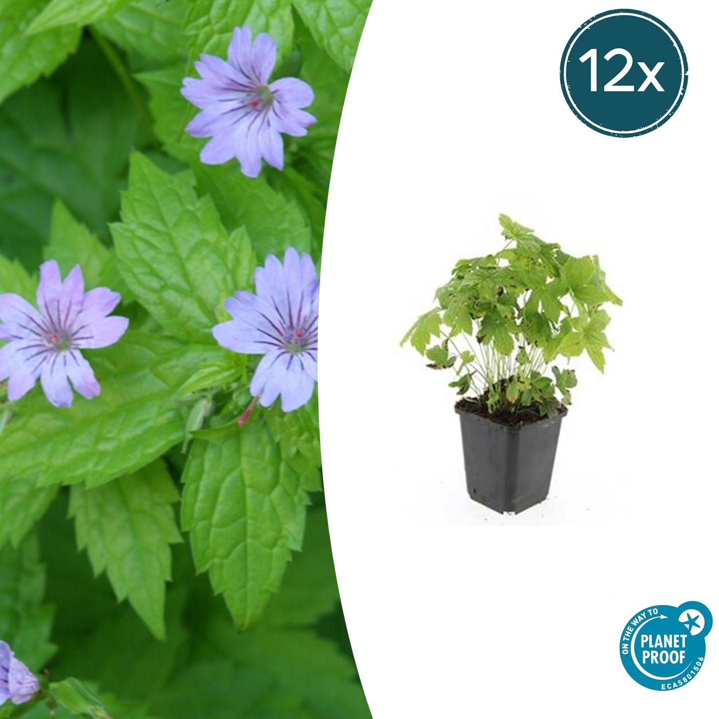 Knotiger Storchschnabel Geranium nodosum – ↕10-25cm – Ø9cm – Winterharte Staude & Bodendecker – Tiefpurpurne Blüten – Plant