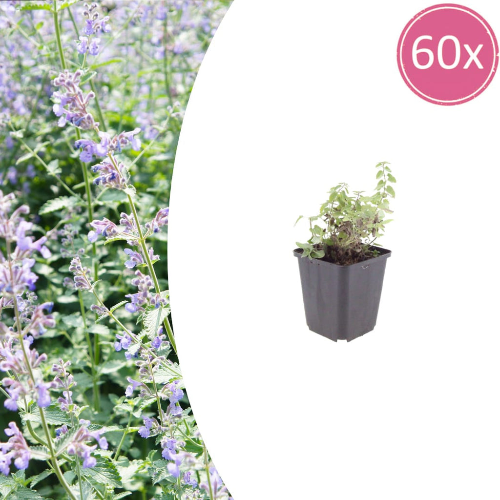 Nepeta faassenii Katzenminze – Ø9cm – Höhe 10-25cm – Lavendelblaue Blüten – Winterharte Staude – Für Beet, Rabatte & Bienenweide