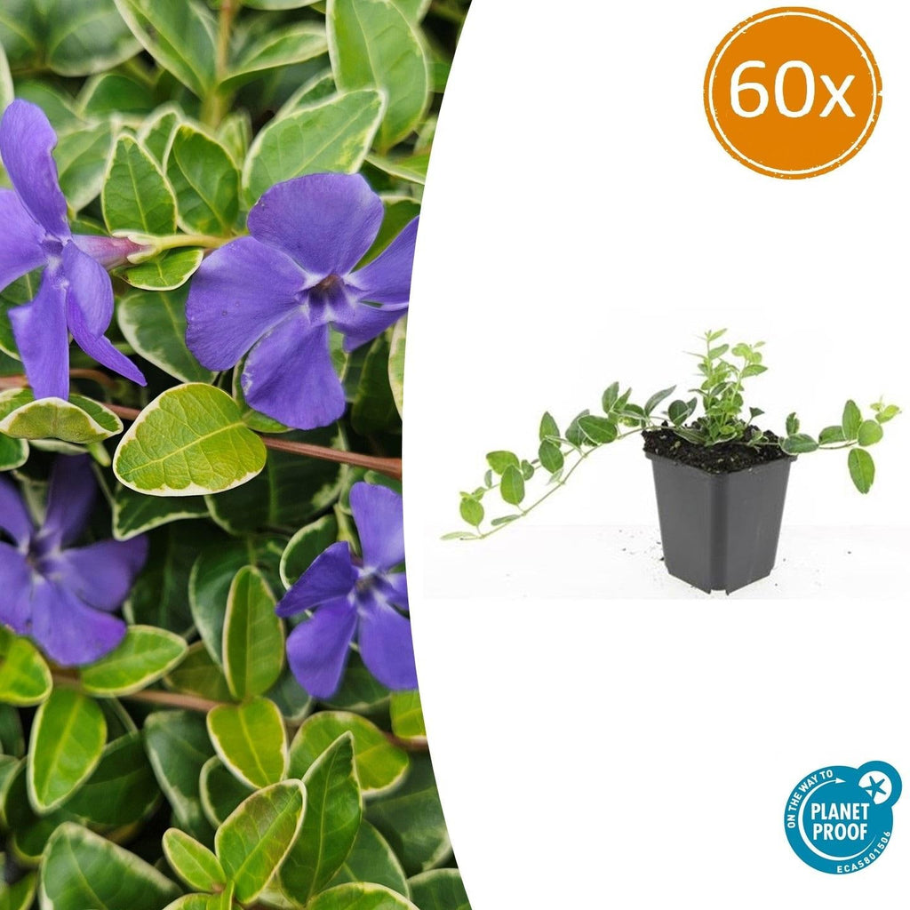 Kleinblättriges Immergrün Vinca minor 'Ralph Shugert' – ↕10-25cm – Ø9cm – Lavendelfarbene Blüten – Immergrün & pflegeleicht – Plant