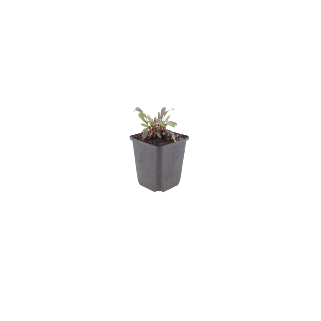 Gaura lindheimeri Siskiyou Pink – Ø9cm – Höhe 10-25cm – Prachtkerze – Kräftig rosafarbene Blüten – Für Beet, Präriegarten & Kübel