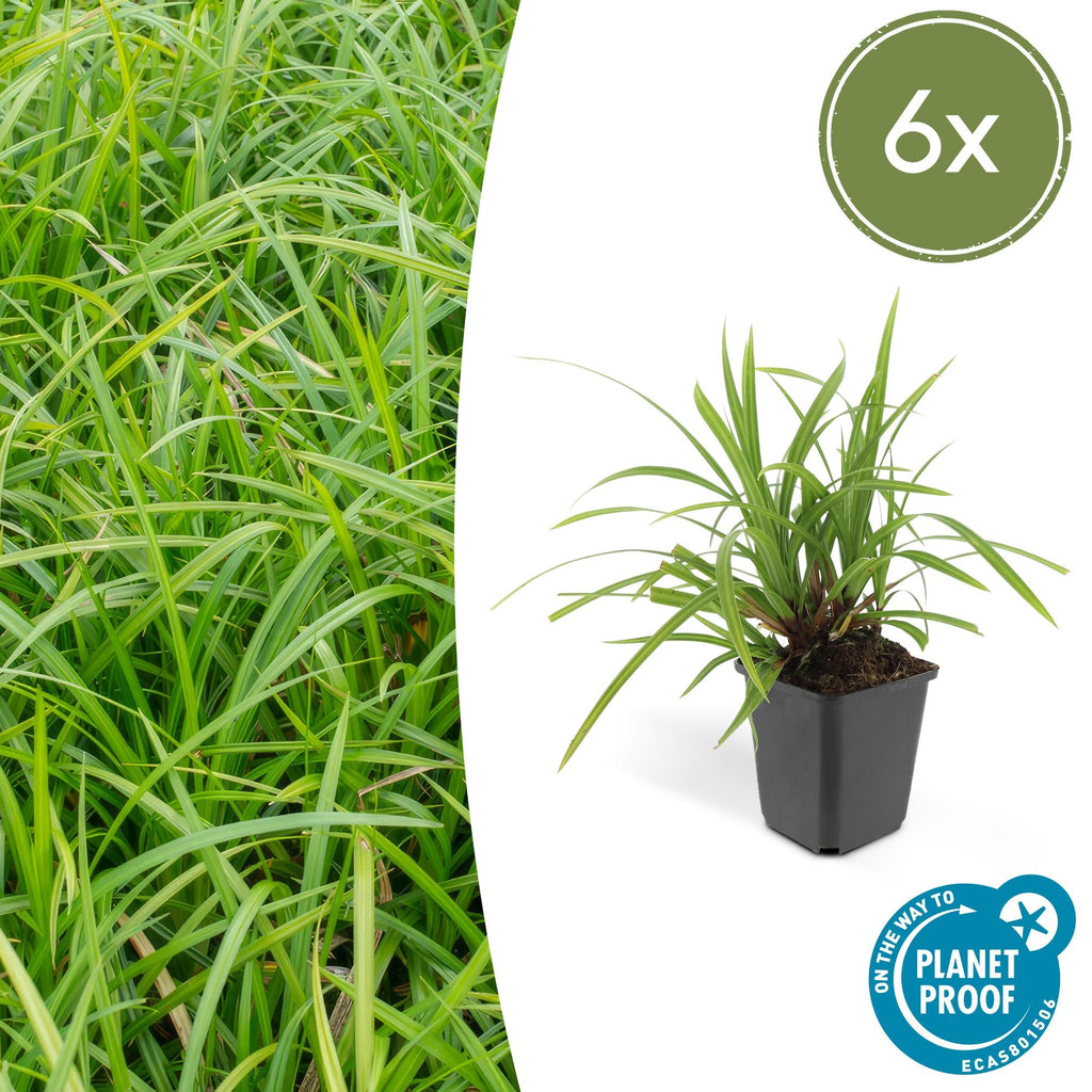 Grünblättrige Segge Carex morrowii 'Irish Green' – ↕10-25cm – Ø9cm – Immergrün – Pflegeleicht – Schattentauglich – Plant