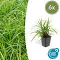 Grünblättrige Segge Carex morrowii 'Irish Green' – ↕10-25cm – Ø9cm – Immergrün – Pflegeleicht – Schattentauglich – Plant