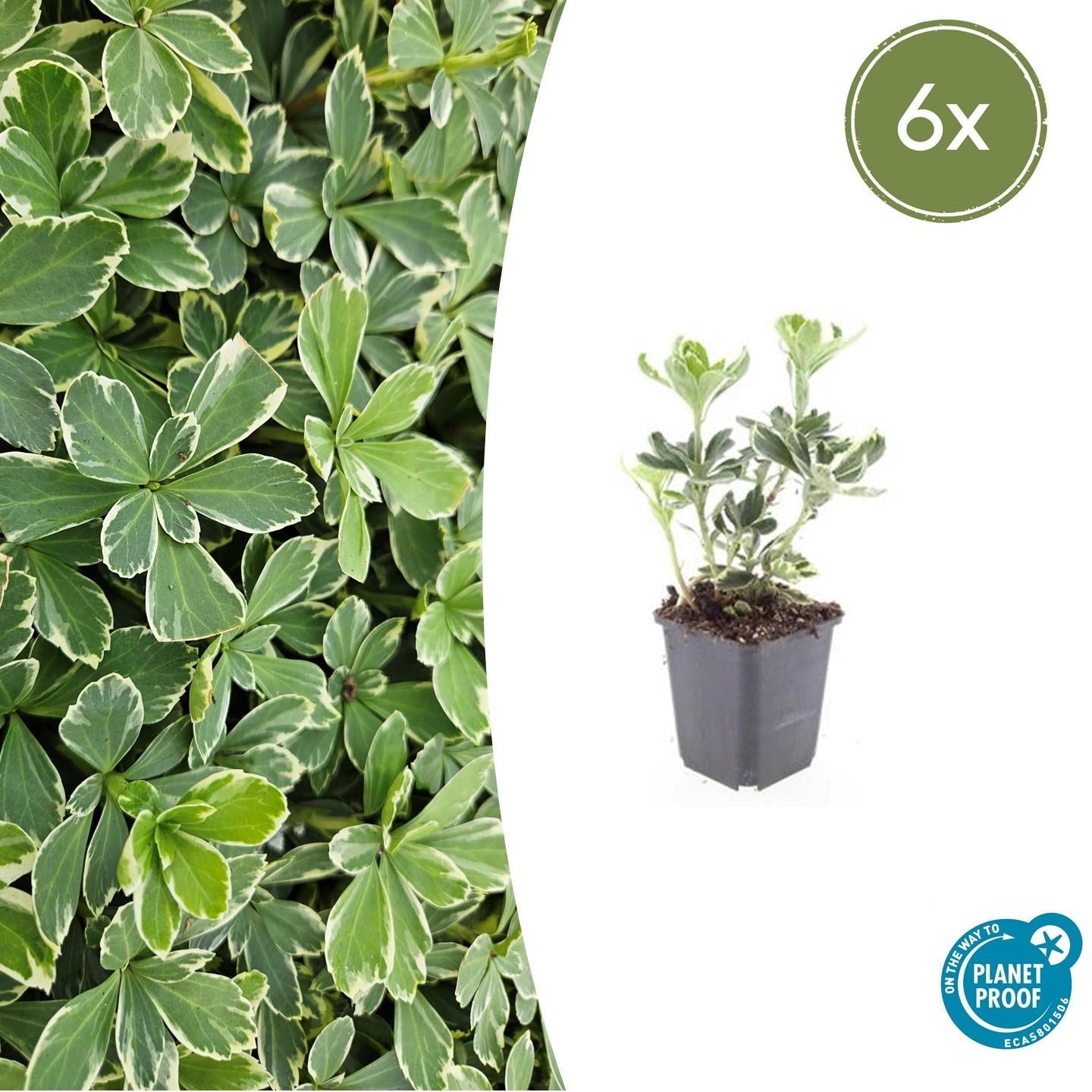 Schattengrün Pachysandra terminalis 'Variegata' – ↕10-25cm – Ø9cm – Cremeweiße Blätter – Plant